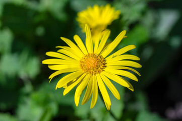 Doronicum orientale leopards bane bright yellow spring flowers in bloom, ornamental garden flowering plant