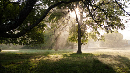 Obraz premium Sunbeams in the countryside, uncultivated spring meadow with trees