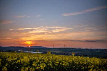 Fototapeta premium sunset over the rapeseed field