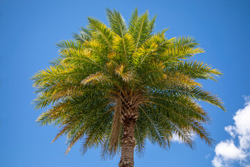 A palm tree against a blue sunny sky
