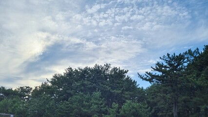 Fototapeta na wymiar Blue skies, clouds and pine trees.