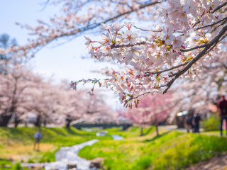 Cherry blossoms by a stream (Kannonji river, Kawageta, Fukushima, Japan)