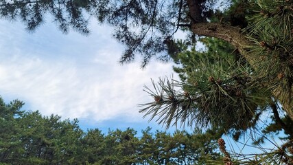 Blue skies, clouds and pine trees.