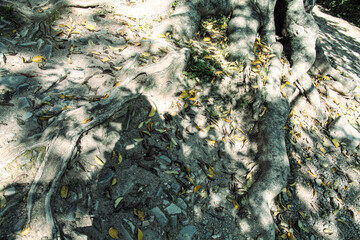 Obraz premium 木の根