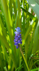 Bonn Germany March 2021 beautiful single purple flowering grape hyacinth in front of daffodil stem
