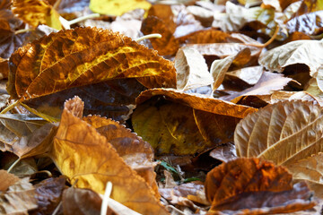 Beautiful and colorful background from autumn leaves