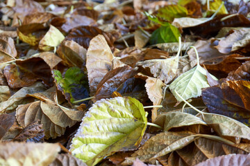 Beautiful and colorful background from autumn leaves
