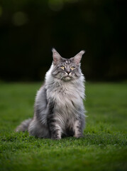 portrait of a beautiful silver tabby maine coon cat sitting on green grass outdoors in garden with...