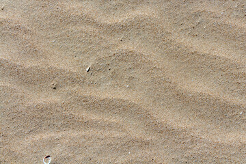 Beautiful horizontal texture of yellow sand with waves and shells is in the photo