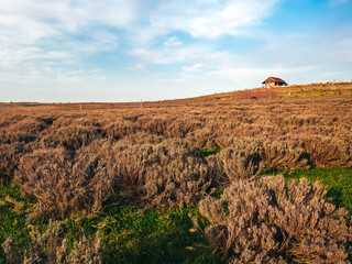 A field of dry lavender under a blue sky in sunny weather.