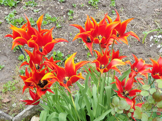 Unusual red tulips grow in a flower bed.