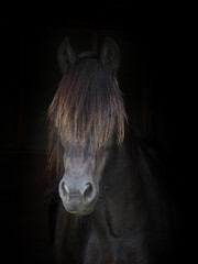 Beautiful Dales Pony
