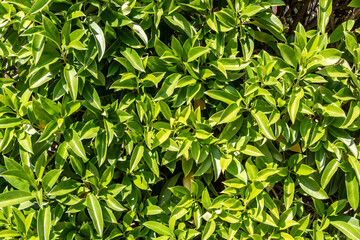 Green texture of Ficus bush branches with leaves we see in the photo