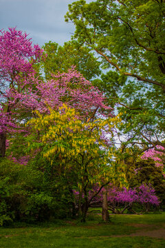 Colors ot the spring, blooming trees in the park in different colors