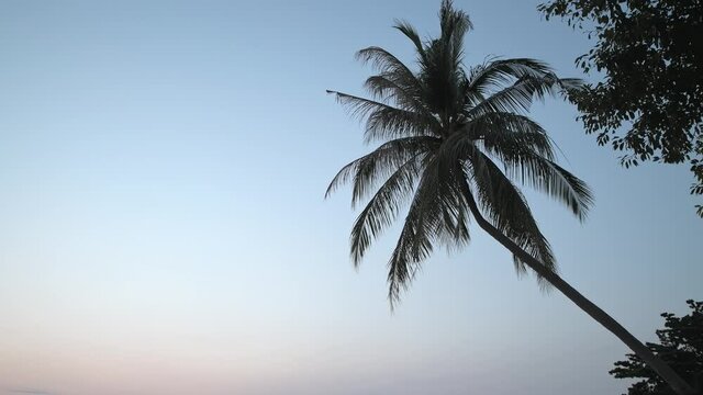 Palm leaves against the sunset sky on a sunny day.