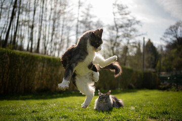 playful maine coon cat jumping another cat watching funny