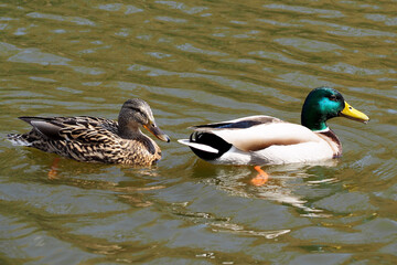 close up two wild ducks swim in the river on a sunny spring day side view. wildlife