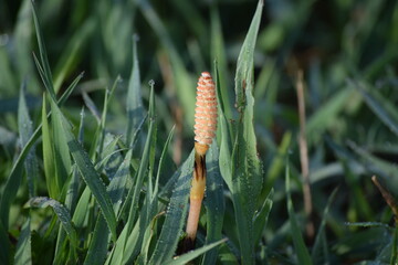 Field horsetail blossom
