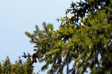 green branches of a Christmas tree on the background of a blue house bottom view