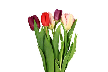 Bouquet of multicolored tulips isolated on a white background. Close-up.