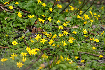 Obraz premium many yellow small flowers grow among the green grass on a spring day