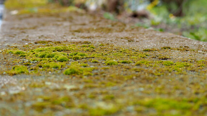 green moss growing on a concrete slab in the park side view