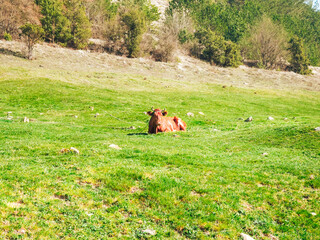 A brown cow grazes in a green meadow, under bright sunlight.