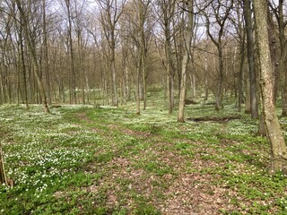 spring in the forest