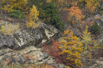 The texture of colorful autumn trees on the rocks. Mountain landscape.