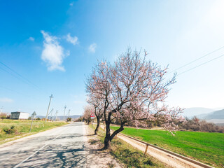 Blooming peach trees on a sunny day outside the city.