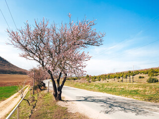 Blooming peach trees on a sunny day outside the city.