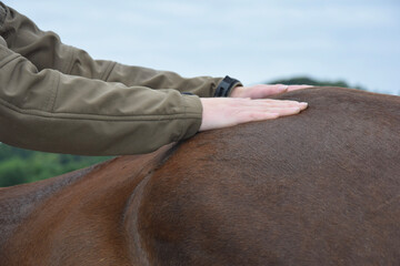 person massaging a horse animal massage