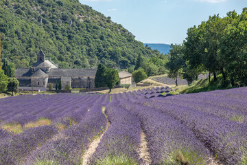 Abbey Notre Dame de Senanque in the Provence, France, Europe