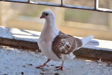 Cute young pigeon standing on the balcony on a sunny spring day and looking in camera. Dove of the Djulija breed with brown wings
