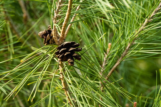 Pinus densiflora Umbraculifera. Last year's large, beautiful brown female pine cones against blurry background of long branches. Selective focus. Close-up. Spring garden. Nature concept for design.