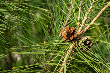 Pinus densiflora Umbraculifera. Last year's large, beautiful brown female pine cones against blurry...