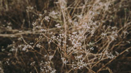 Grass flowers.
