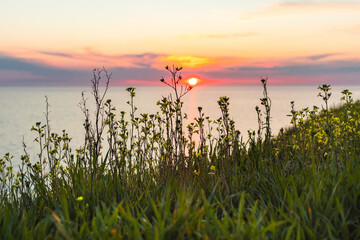 Obraz premium Single grass tip on a beautiful sunset. landscape sunset on the sea grass and tree branches swaying in the wind, dawn. Grass flowers and sunset light in the evening. The leaves at the joint opposite