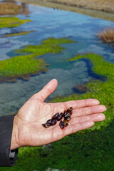 Group of little snails in man hand close up view