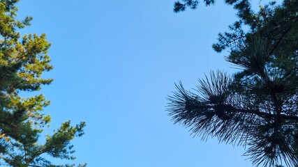 Space between the blue sky and the pine tree