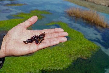 Group of little snails in man hand close up view