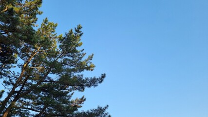 Space between the blue sky and the pine tree