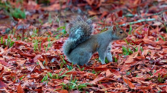 Single gray squirrel foraging in autumn leaves