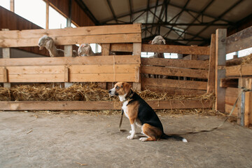 beagle dog on a sheep farm