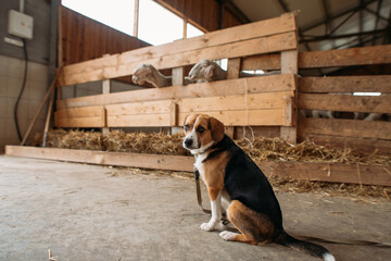 beagle dog on a sheep farm