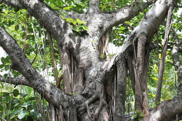 Fototapeta premium the roots of palm trees on a tropical island resort