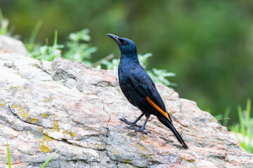 Red-winged starling on a rock in the mountain Drakensberg