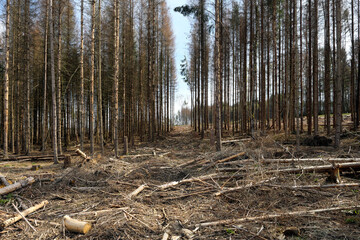 Dead trees and tree stumps and tree logs in a cleared forest because of dryness and bark beetle infestation in times of climate change and forest dieback - stockphoto
