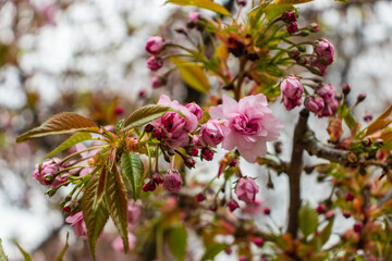 Cherry Blossom with Soft focus, Sakura season in korea,Background