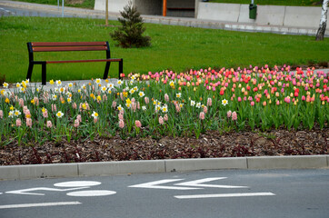 on the square with benches and a trash can is a flower bed with bulbs that bloom in dense distance....